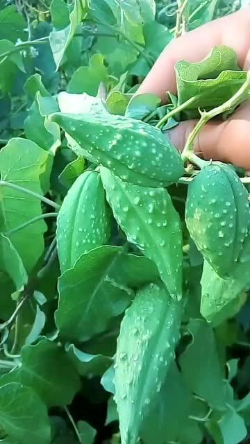 老品種樹瓜怎么吃,傳統與現代的完美融合