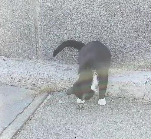 頭條驢哥,頭條驢哥帶你領略網絡世界的趣味與智慧