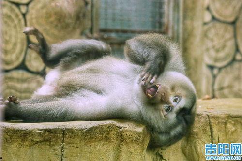 日本網(wǎng)紅猴哥是誰,網(wǎng)絡(luò)紅人背后的傳奇故事