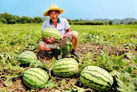 雄安路邊吃瓜事件,一場(chǎng)引發(fā)熱議的街頭現(xiàn)象