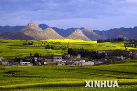 羅平縣花海大道新聞?lì)^條