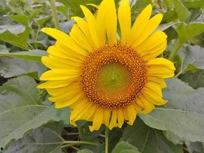 改編歌曲吃瓜賞花,探尋改編歌曲中的文化韻味