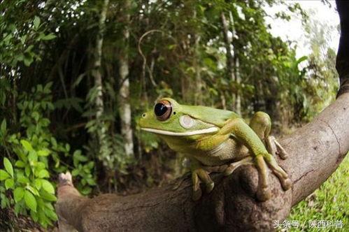 蛙蛙吃瓜視頻素材,歡樂無限，帶你領(lǐng)略萌寵趣味時光
