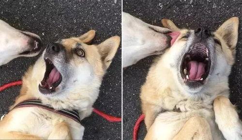 網紅演員狗子叫什么,網紅演員的崛起之路