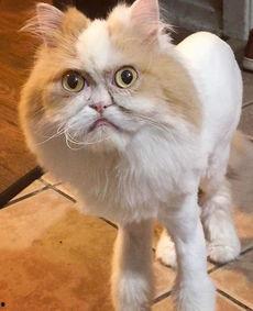 明星波斯貓,毛茸茸的明星，閃耀的時尚寵兒