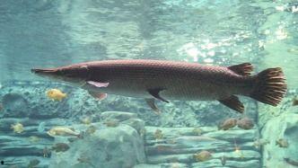 鱷雀鱔最新爆料新聞報道,最新爆料揭示潛在生態危機